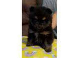 Pomeranian Puppy for sale in Taunton, MA, USA