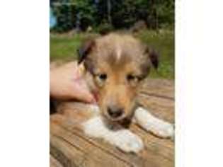 Shetland Sheepdog Puppy for sale in Callaway, VA, USA
