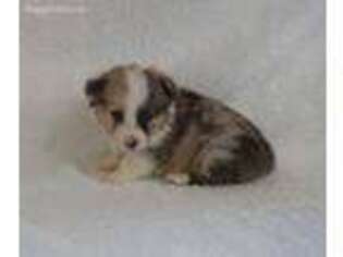 Pembroke Welsh Corgi Puppy for sale in Pleasant Hope, MO, USA