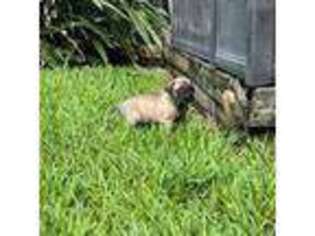 Mastiff Puppy for sale in Largo, FL, USA