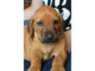 Rhodesian Ridgeback Puppy for sale in Monroe, WA, USA