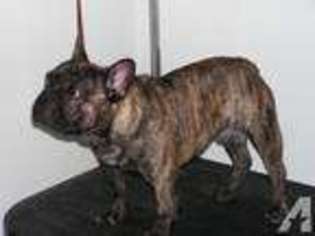 French Bulldog Puppy for sale in EVART, MI, USA