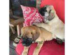 Mastiff Puppy for sale in Tipp City, OH, USA