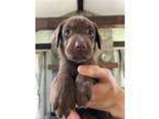 Labrador Retriever Puppy for sale in Hudson, MA, USA