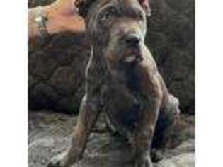 Cane Corso Puppy for sale in Atco, NJ, USA