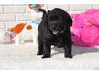 Labrador Retriever Puppy for sale in Melrose, FL, USA