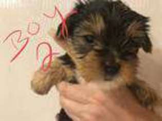 Yorkshire Terrier Puppy for sale in San Antonio, TX, USA