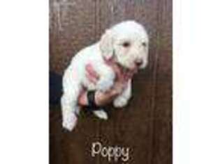 Labradoodle Puppy for sale in Artesia, NM, USA