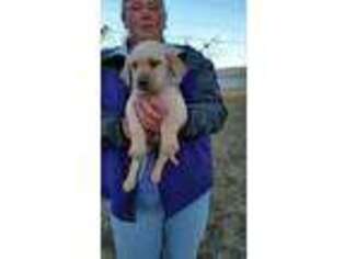 Labrador Retriever Puppy for sale in Smith Center, KS, USA