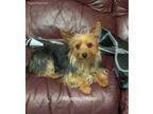 Yorkshire Terrier Puppy for sale in Delphos, OH, USA