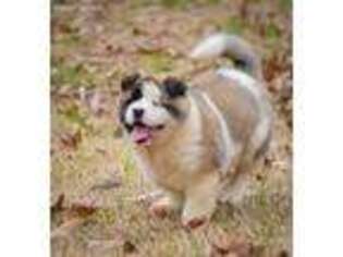 Akita Puppy for sale in Pickens, MS, USA