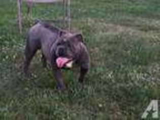 Olde English Bulldogge Puppy for sale in MARYSVILLE, OH, USA
