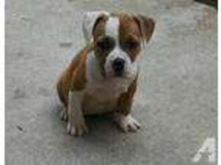 Olde English Bulldogge Puppy for sale in CHAPLIN, CT, USA