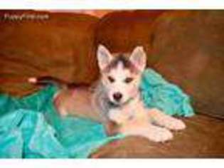 Siberian Husky Puppy for sale in Jacksonville, NC, USA