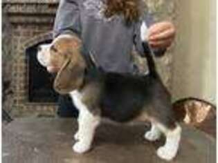 Beagle Puppy for sale in Oklahoma City, OK, USA
