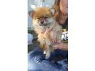 Pomeranian Puppy for sale in Arundel, ME, USA