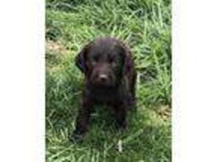 Boykin Spaniel Puppy for sale in Russellville, OH, USA