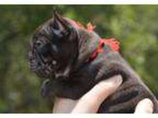 French Bulldog Puppy for sale in Floresville, TX, USA