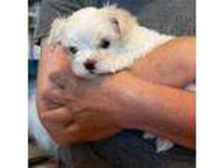 Maltese Puppy for sale in Wichita, KS, USA
