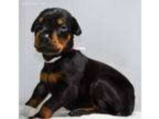 Doberman Pinscher Puppy for sale in Youngsville, LA, USA