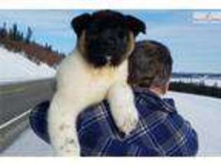Akita Puppy for sale in Fairbanks, AK, USA