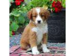 Mutt Puppy for sale in Bird In Hand, PA, USA