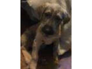 Irish Wolfhound Puppy for sale in Indian Trail, NC, USA