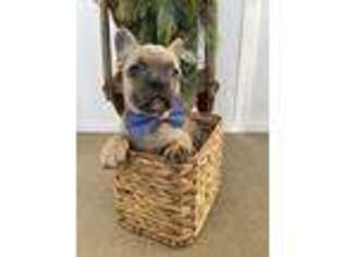 French Bulldog Puppy for sale in Odin, IL, USA
