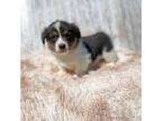 Pembroke Welsh Corgi Puppy for sale in Deridder, LA, USA