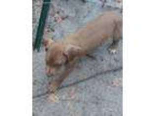 Great Dane Puppy for sale in Trenton, FL, USA