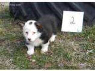 Pembroke Welsh Corgi Puppy for sale in Hotchkiss, CO, USA