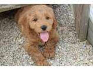 Goldendoodle Puppy for sale in Boswell, PA, USA
