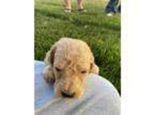 Goldendoodle Puppy for sale in Wiley, CO, USA