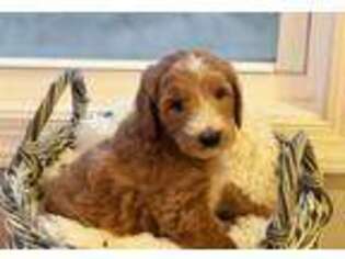 Goldendoodle Puppy for sale in Apex, NC, USA