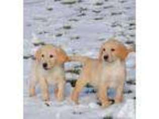 Labrador Retriever Puppy for sale in WINCHESTER, VA, USA
