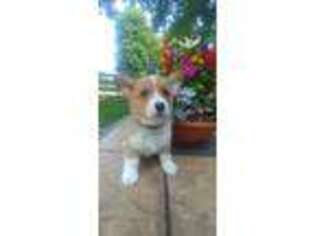 Pembroke Welsh Corgi Puppy for sale in Meadow Bridge, WV, USA