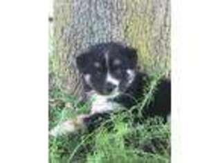 Mutt Puppy for sale in Shawano, WI, USA