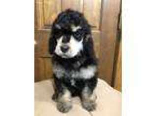 Mutt Puppy for sale in Fremont, IN, USA
