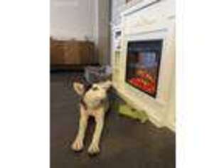 Siberian Husky Puppy for sale in Marana, AZ, USA