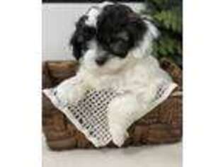 Shih-Poo Puppy for sale in Middlesex, NY, USA
