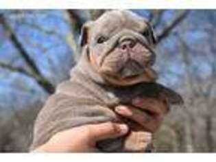 Bulldog Puppy for sale in Water Mill, NY, USA