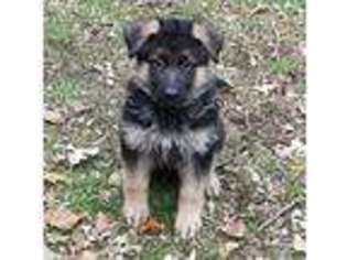 German Shepherd Dog Puppy for sale in Anoka, MN, USA