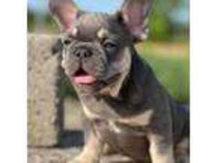 French Bulldog Puppy for sale in Worcester, MA, USA