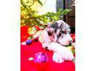 Great Dane Puppy for sale in Layton, UT, USA