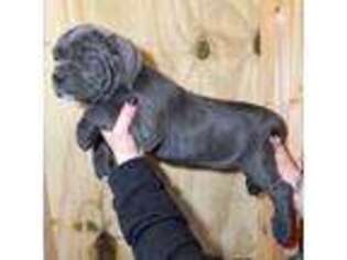 Cane Corso Puppy for sale in Asheville, NC, USA
