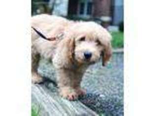 Goldendoodle Puppy for sale in Lexington, MA, USA