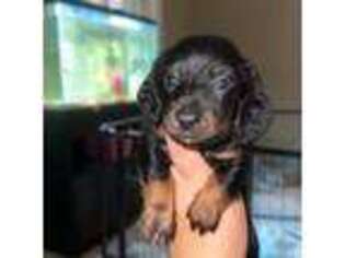 Dachshund Puppy for sale in Inverness, FL, USA