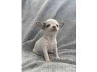 Chihuahua Puppy for sale in Charleston, ME, USA