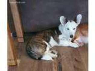 Cardigan Welsh Corgi Puppy for sale in Tenino, WA, USA