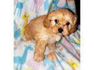 Cavapoo Puppy for sale in Myrtle Creek, OR, USA